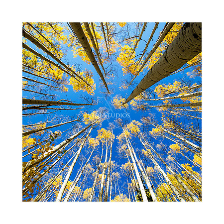 Aspens1 20x20